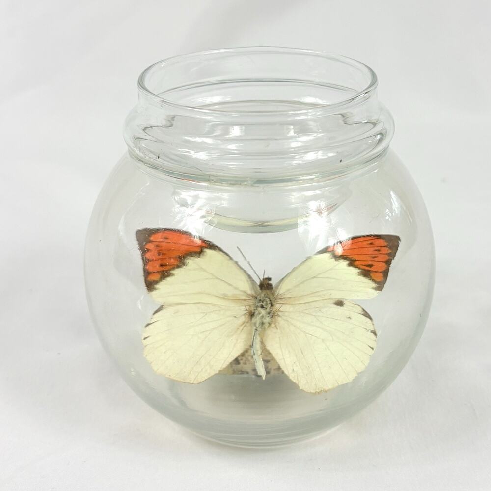 Vintage Taxidermy Great Orange Tip Butterfly in Glass Apothecary Jar Display